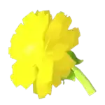 Golden Dandelion