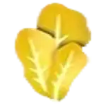 Golden Lettuce