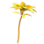 Golden Petunia