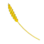 Golden Wheat
